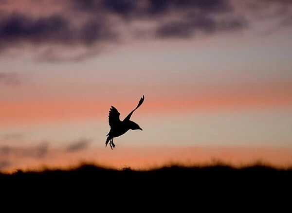 Great Skua (Stercorarius skua) silhouetted at dusk Hermaness NNR Unst Shetland June