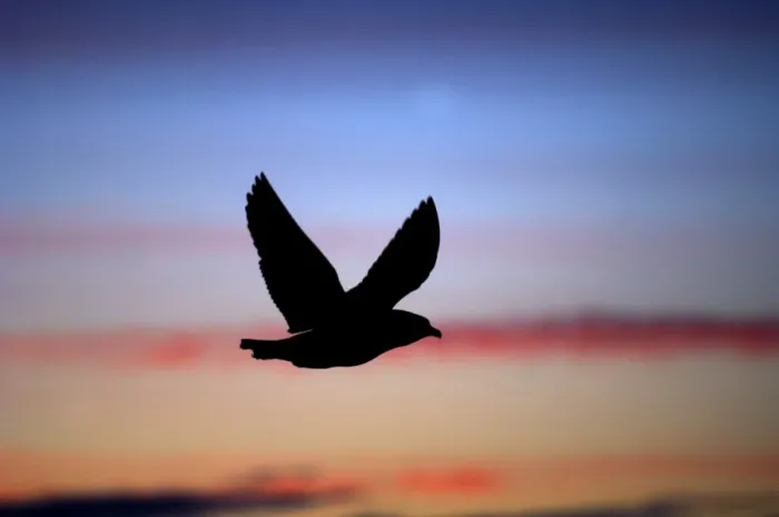 Framed Print : Great Skua (Stercorarius skua) silhouetted at dusk Hermaness NNR Unst Shetland June