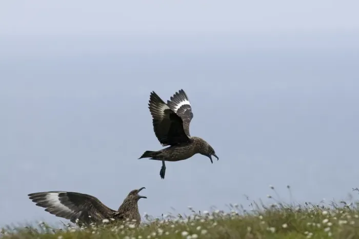 Framed Print : Great Skuas Stercorarius skua pair displaying Hermaness Shetland June Framed Print : Great Skuas Stercorarius skua pair displaying Hermaness Shetland June