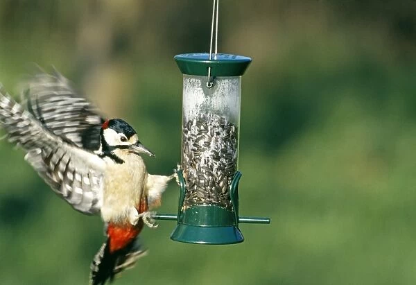 Great Spotted Woodpecker, Dendrocopos major, on seed feeder in garden, Kent, UK, winter