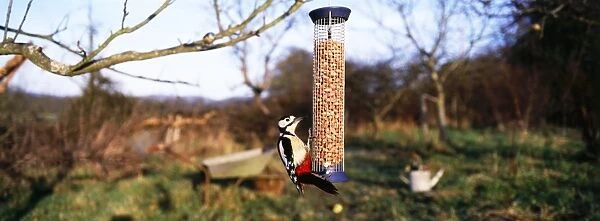 Great Spotted Woodpecker, Dendrocopos major, on nut feeder in garden, Kent, UK