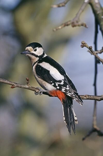 Great Spotted Woodpecker, Dendrocopos major, Kent, UK, winter