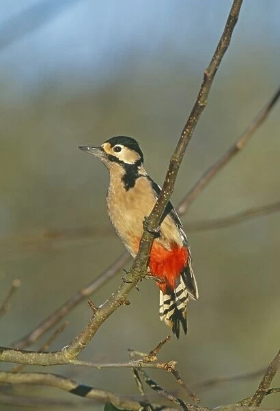 Great Spotted Woodpecker, Dendrocopos major, Kent, UK, winter