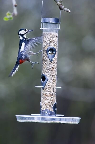 Great Spotted Woodpecker Dendrocopos major attempting to land on seed feeder in