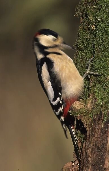 Great Spotted Woodpecker Dendrocopos major drumming on rotten tree stump Kent