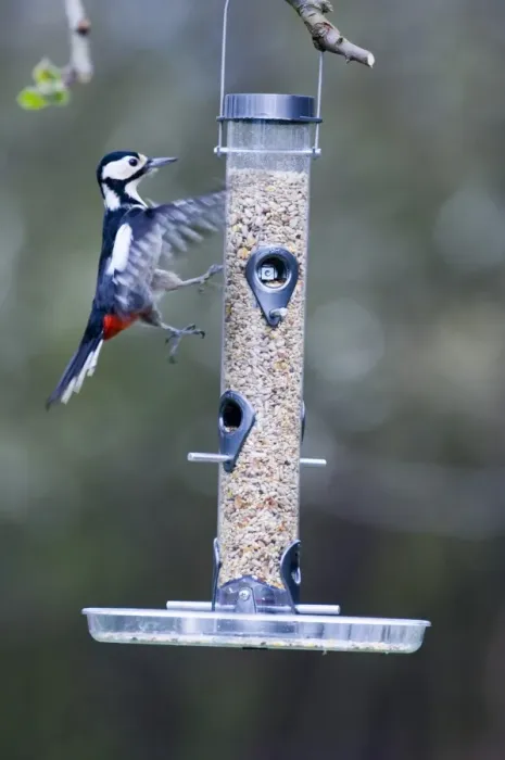 Framed Print : Great Spotted Woodpecker Dendrocopos major attempting to land on seed feeder in Framed Print : Great Spotted Woodpecker Dendrocopos major attempting to land on seed feeder in