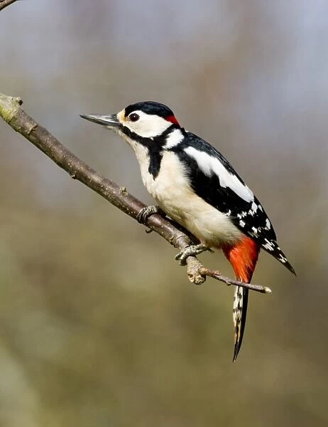 Great Spotted Woodpecker Dendrocopos major Kent UK