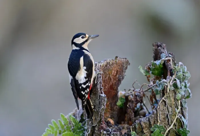 Framed Print : Great spotted Woodpecker Dendrocopos major Norfolk November Framed Print : Great spotted Woodpecker Dendrocopos major Norfolk November