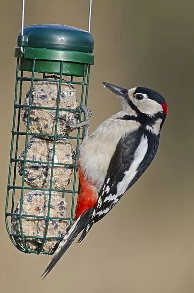 Great Spotted Woodpecker on fat feeder
