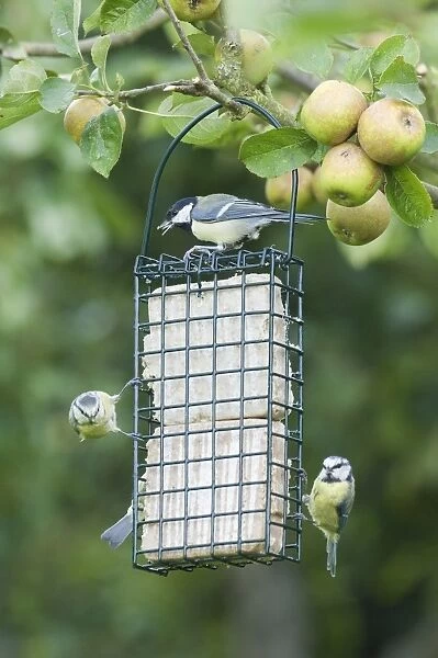Great Tit and Blue Tits on fat feeder in garden autumn UK