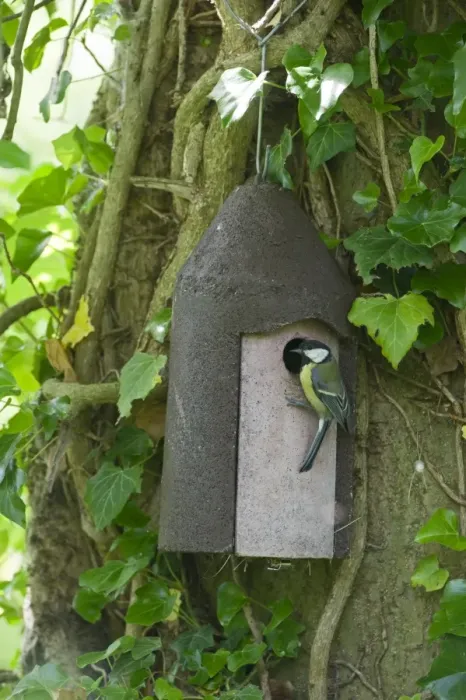Framed Print : Great Tit feeding young in nest box Norfolk spring Framed Print : Great Tit feeding young in nest box Norfolk spring