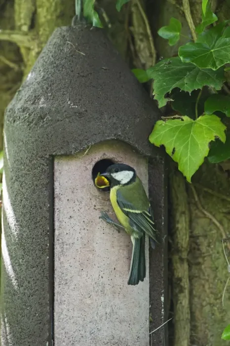 Framed Print : Great Tit feeding young in nest box Norfolk spring Framed Print : Great Tit feeding young in nest box Norfolk spring