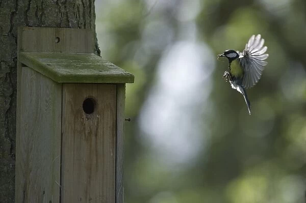 Great Tit Parus major arriving at nest box Ferry Wood Norfolk