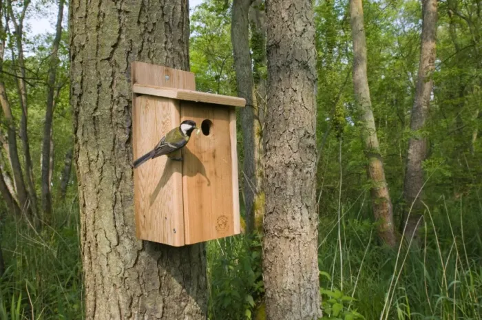 Framed Print : Great Tit Parus major bringing caterpillar to nest box in woodland Norfolk April Framed Print : Great Tit Parus major bringing caterpillar to nest box in woodland Norfolk April