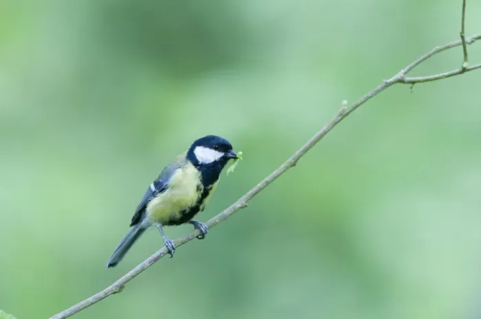 Framed Print : Great Tit Parus major with caterpillar for chicks Norfolk spring Framed Print : Great Tit Parus major with caterpillar for chicks Norfolk spring