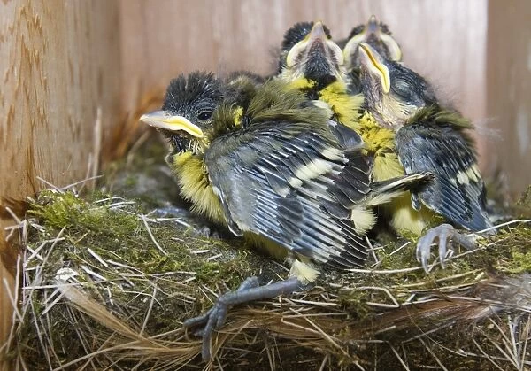 Great Tit Parus major chicks in nest box close to fledging Norfolk April