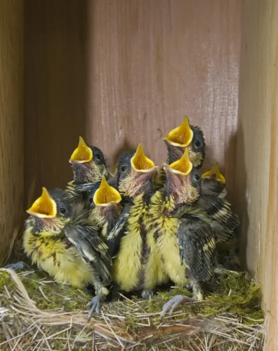 Framed Print : Great Tit Parus major chicks in nest box close to fledging Norfolk April Framed Print : Great Tit Parus major chicks in nest box close to fledging Norfolk April