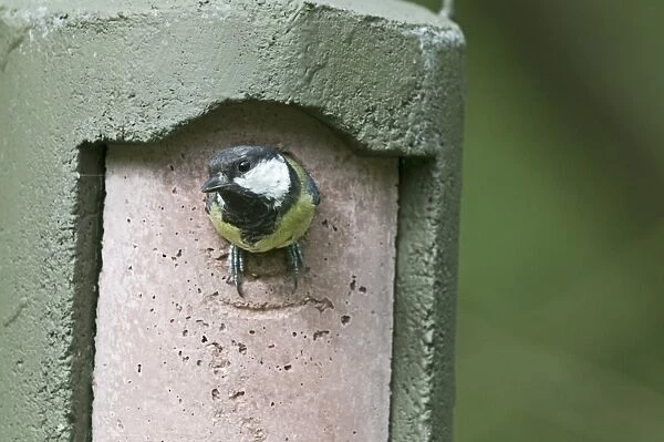 Great Tit Parus major emerging from nest box Norfolk June