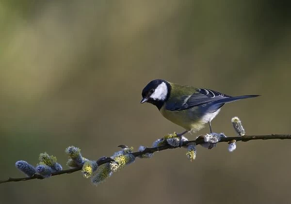 Great Tit Parus major on frost covered sallow Norfolk spring