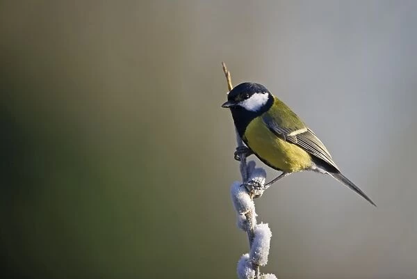 Great Tit Parus major on frost covered sallow Norfolk spring