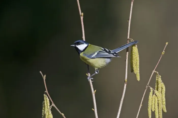 Framed Print : Great Tit Parus major in garden Norfolk spring
