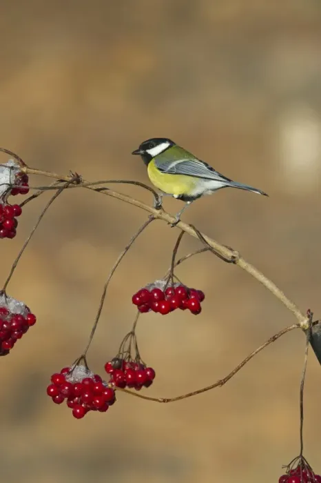 Framed Print : Great Tit Parus major on Guelder Rose Norfolk winter Framed Print : Great Tit Parus major on Guelder Rose Norfolk winter