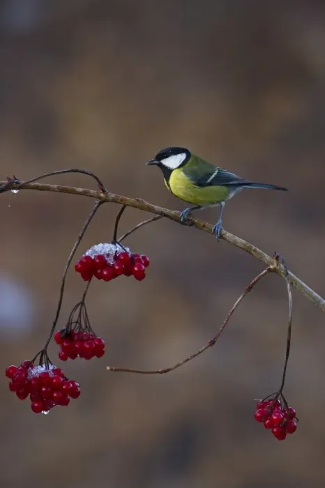 Framed Print : Great Tit Parus major on Guelder Rose in winter Norfolk Framed Print : Great Tit Parus major on Guelder Rose in winter Norfolk