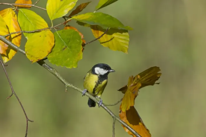 Framed Print : Great Tit Parus major Norfolk autumn Framed Print : Great Tit Parus major Norfolk autumn