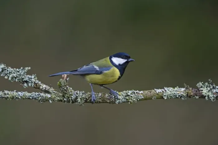 Framed Print : Great Tit Parus major Norfolk spring Framed Print : Great Tit Parus major Norfolk spring
