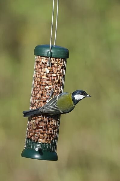 Great Tit Parus major on nut feeder in garden Norfolk