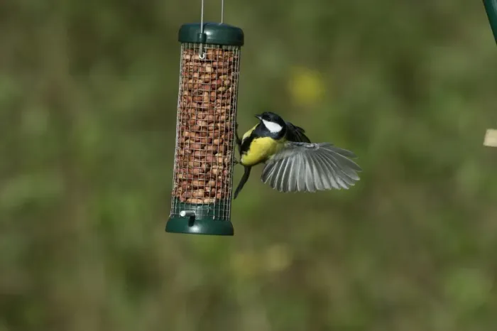 Framed Print : Great Tit Parus major on nut feeder in garden Norfolk Framed Print : Great Tit Parus major on nut feeder in garden Norfolk