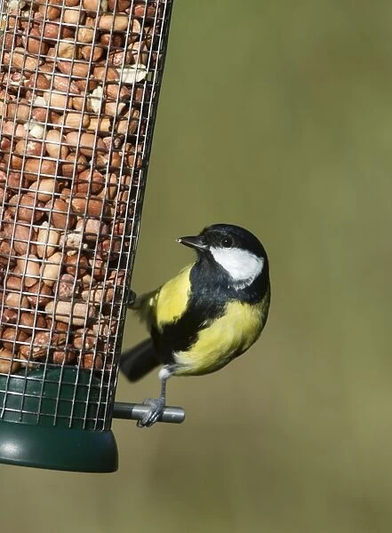 Great Tit Parus major on nut feeder in garden Norfolk