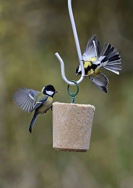 Great Tit Parus major showing aggression at fat feeder in garden Norfolk UK