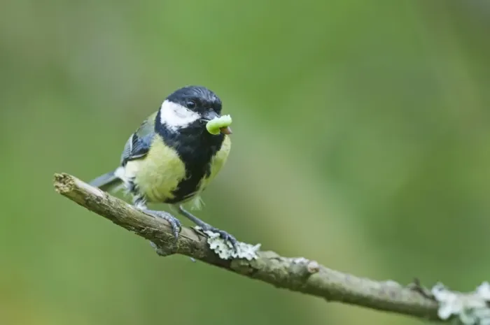 Framed Print : Great Tit Parus major taking caterpillar back to nest Norfolk June