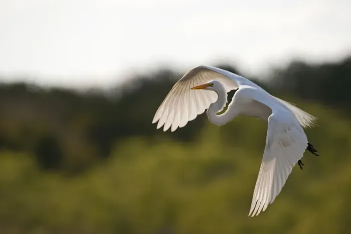 Framed Print : Great White Egret Ardea alba Florida Everglades USA Framed Print : Great White Egret Ardea alba Florida Everglades USA