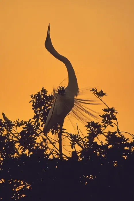 Framed Print : Great White Egret displaying at breeding colony Greece Framed Print : Great White Egret displaying at breeding colony Greece