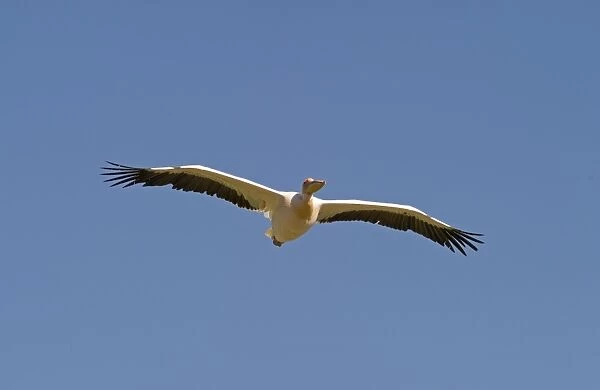 Great White Pelican Pelecanus onocrotalus Lake Nakuru Kenya