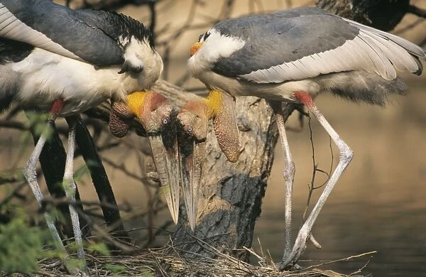 Greater Adjutant Storks Leptoptilos dubius pair displaying at nest India
