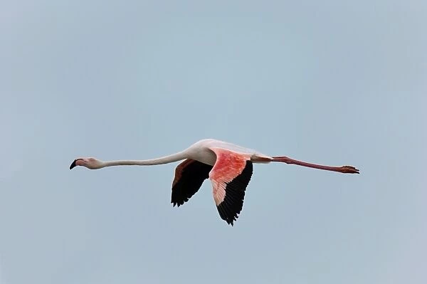 Greater Flamingo, Camargue, France, April