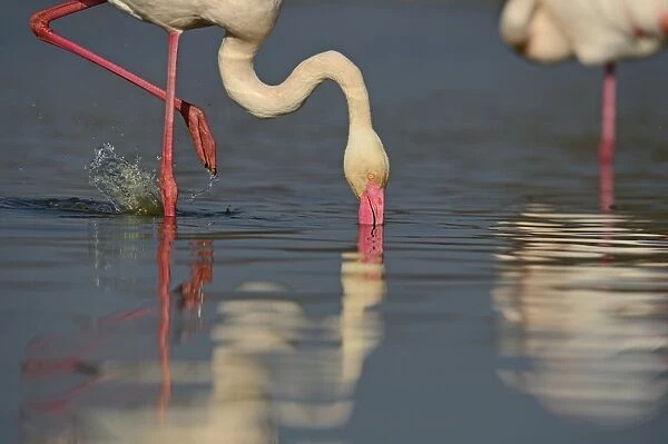 Greater Flamingo Phoenicopterus roseus feeding on algae Camargue France