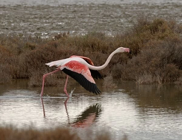 Greater Flamingo Phoenicopterus ruber Camargue France April