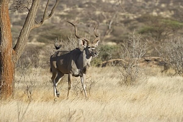 Greater Kudu Tragelaphus strepisceros Samburu Kenya