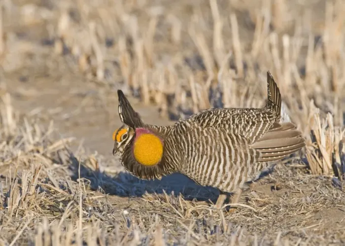 Framed Print : Greater Prairie-Chicken Tympanchus cupido displaying on lekking ground in the Sandhills Framed Print : Greater Prairie-Chicken Tympanchus cupido displaying on lekking ground in the Sandhills