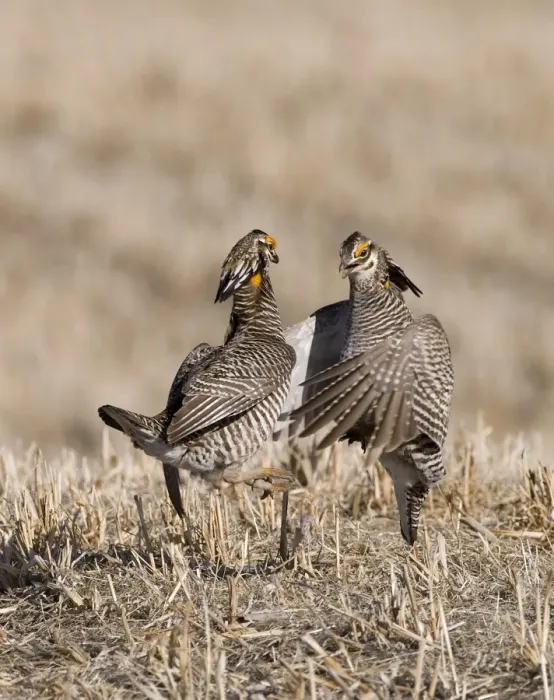 Framed Print : Greater Prairie-Chicken Tympanchus cupido fighting on lekking ground in the Sandhills Framed Print : Greater Prairie-Chicken Tympanchus cupido fighting on lekking ground in the Sandhills