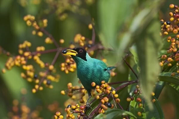 Green Honeycreeper Chlorophanes spiza male La Selva Costa Rica