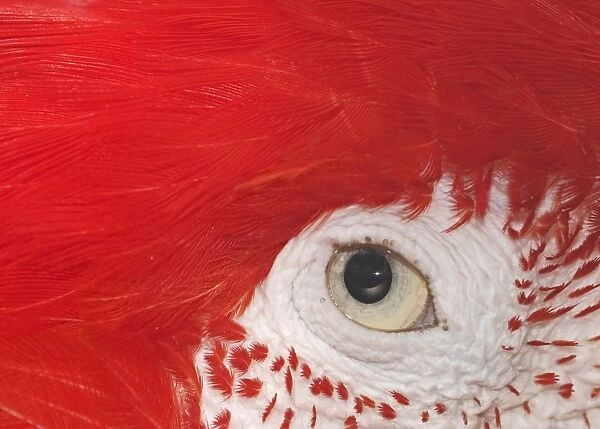 Green-winged Macaw Ara chloroptera eye detail
