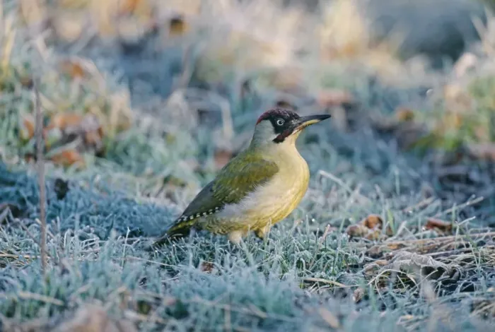 Framed Print : Green Woodpecker, Picus viridis, on frosty morning, UK, winter Framed Print : Green Woodpecker, Picus viridis, on frosty morning, UK, winter
