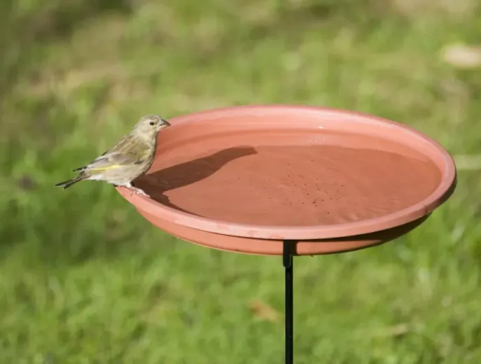 Framed Print : Greenfinch at bird bath in garden Norfolk Framed Print : Greenfinch at bird bath in garden Norfolk