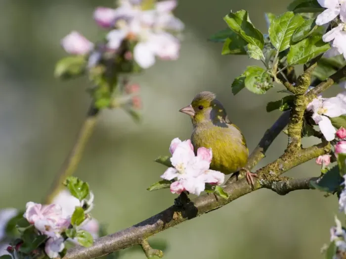 Framed Print : Greenfinch Carduelis chloris amongst apple blossom Kent May Framed Print : Greenfinch Carduelis chloris amongst apple blossom Kent May