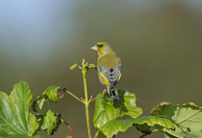 Framed Print : Greenfinch Carduelis chloris male Norfolk spring